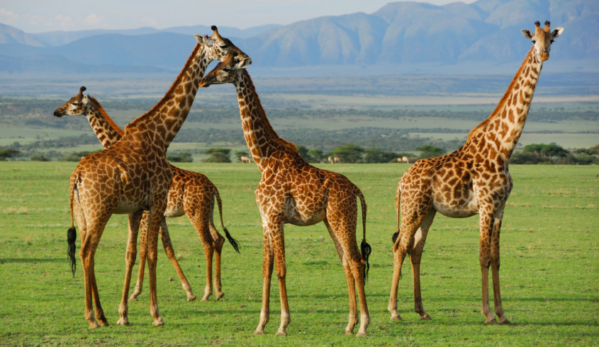 Wildlife Safaris
