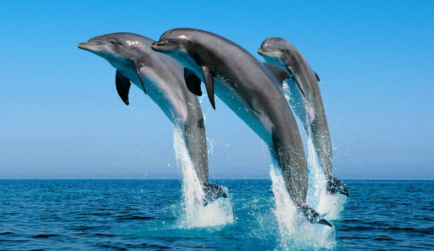 Sea Tours