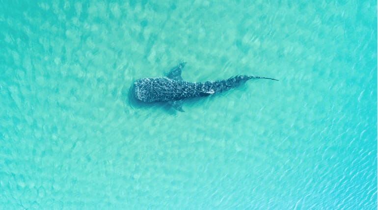 Mafia Island whale shark